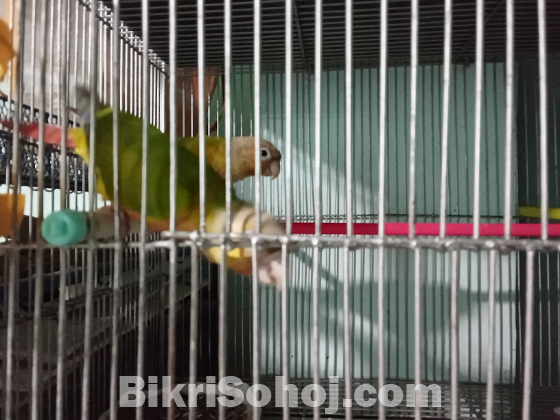 Pineapple conure(Double rate factor)